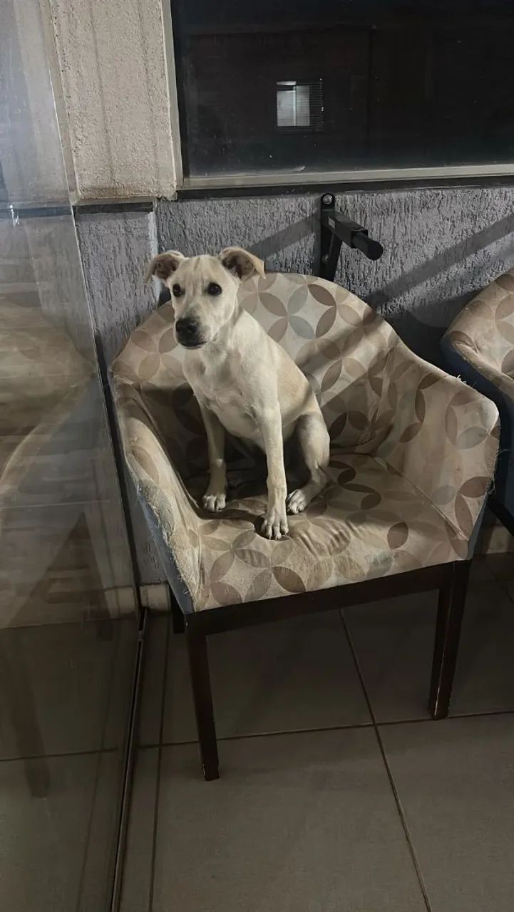 Doação de cachorro  - Foto 2