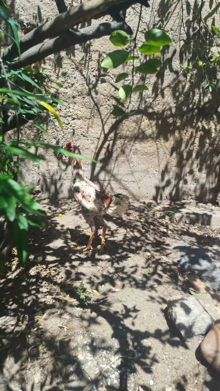 FRANGO ÍNDIO GIGANTE  - Foto 3