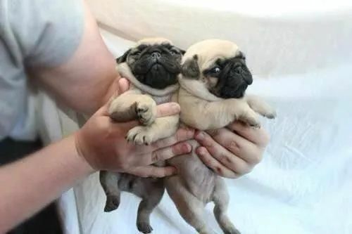 Pug filhotes lindos - Foto 2