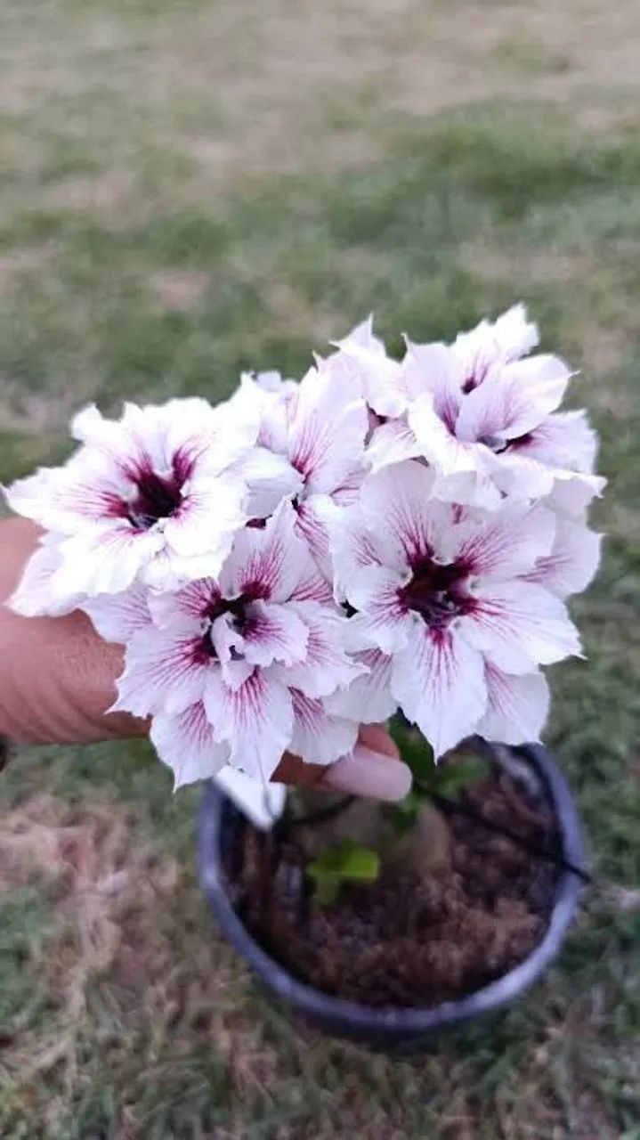 Rosa do deserto 