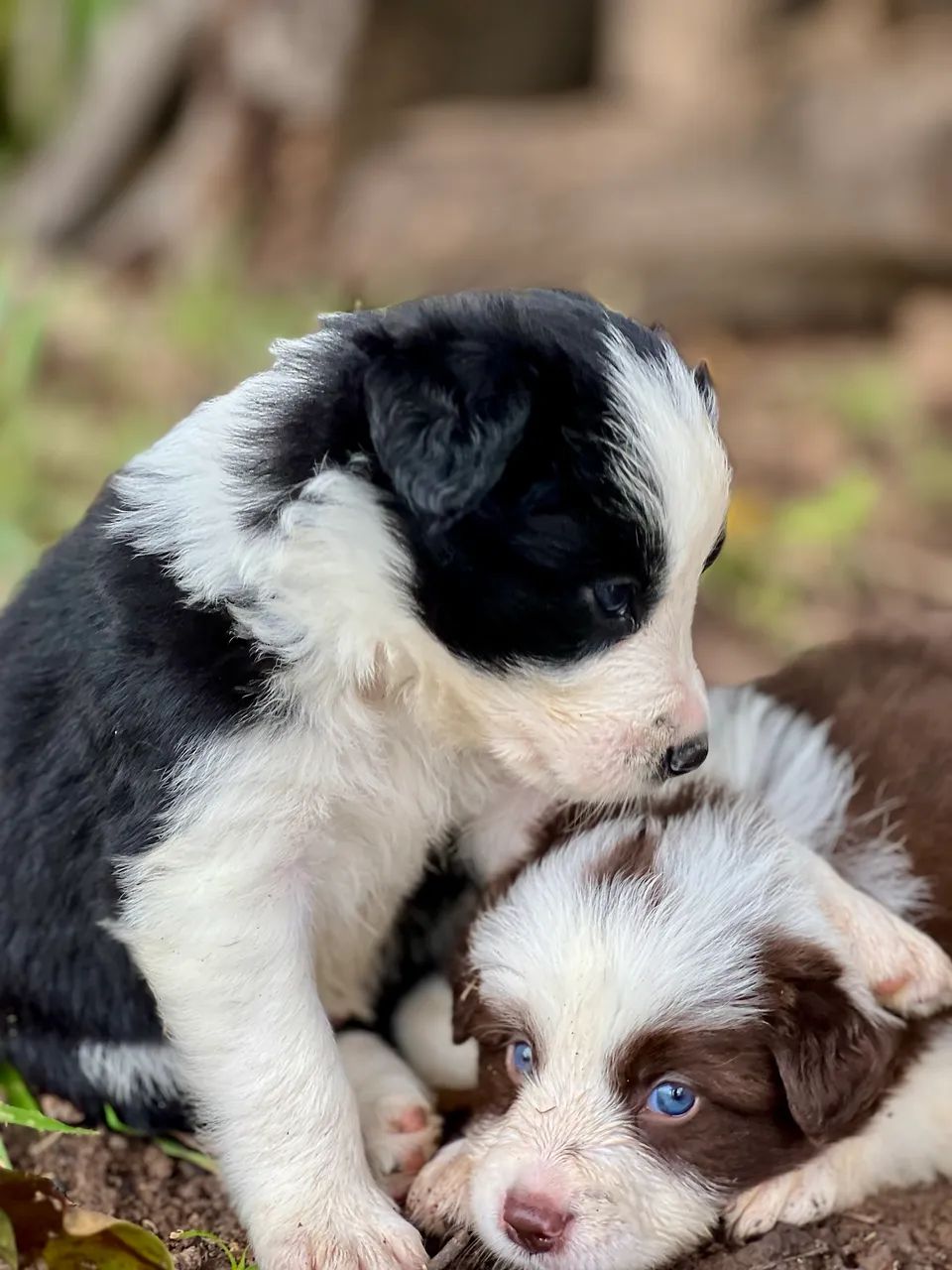 FILHOTES DE BORDER COLLIE - 03 MACHOS DISPONÍVEIS - Foto 6