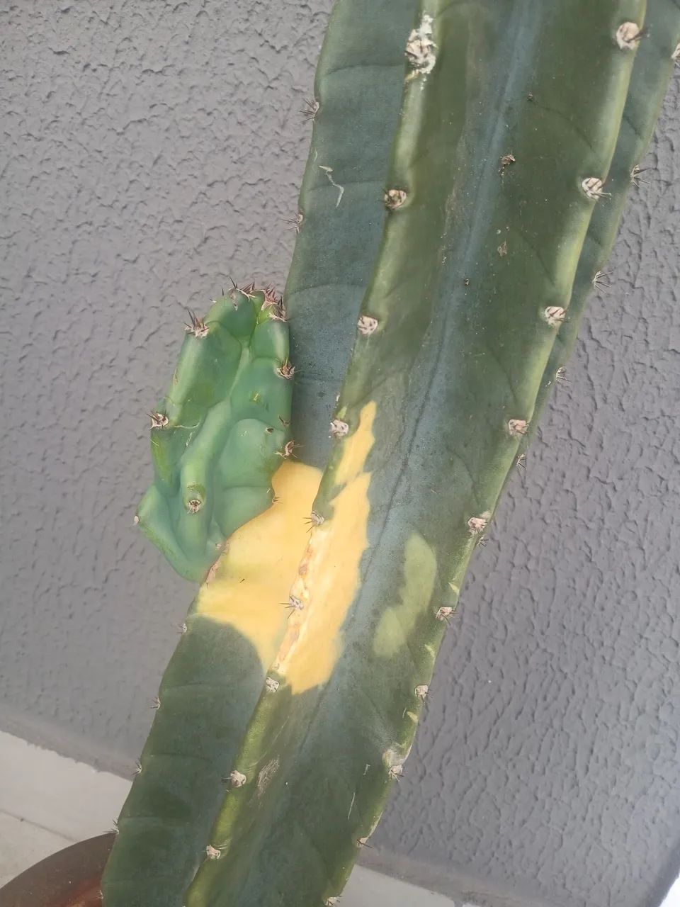 Cactos - Foto 4