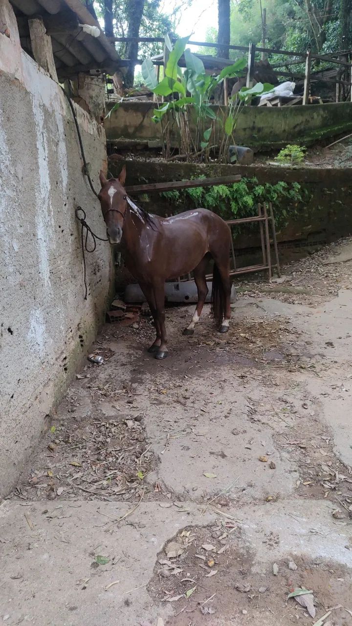 Vendo égua MM registrada no definitivo  - Foto 2