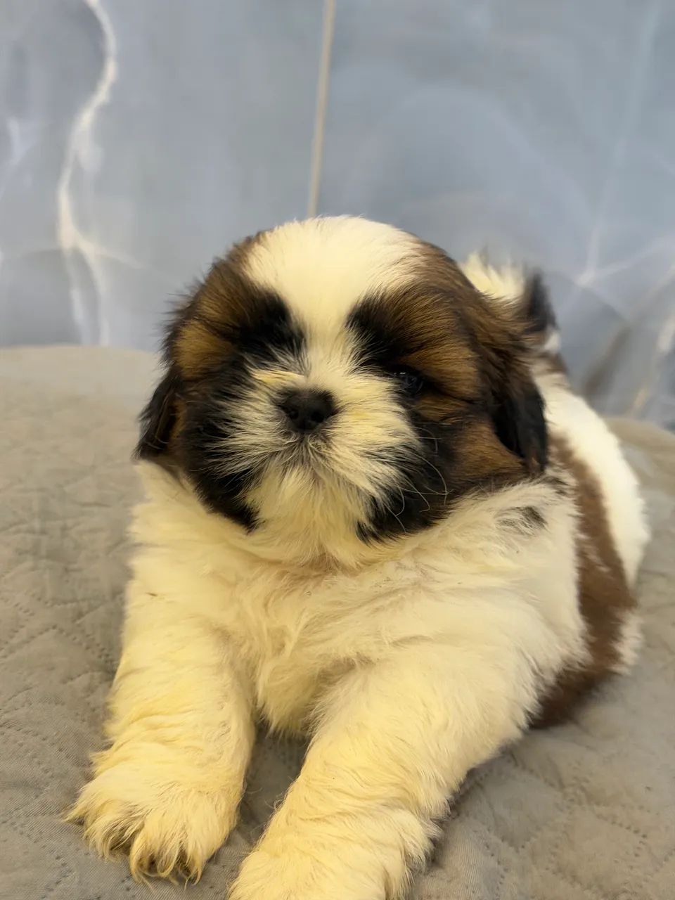 Shihtzu macho a pronta entrega  - Foto 2
