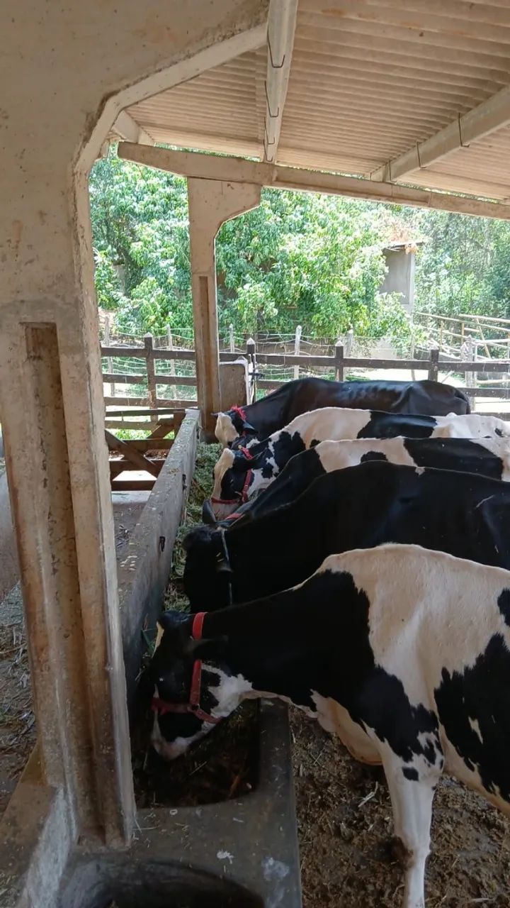 Venda de 6 Vacas, 1 Touro, 1 Bezerra + 1 Ordenhadeira Balde ao Pé Completa