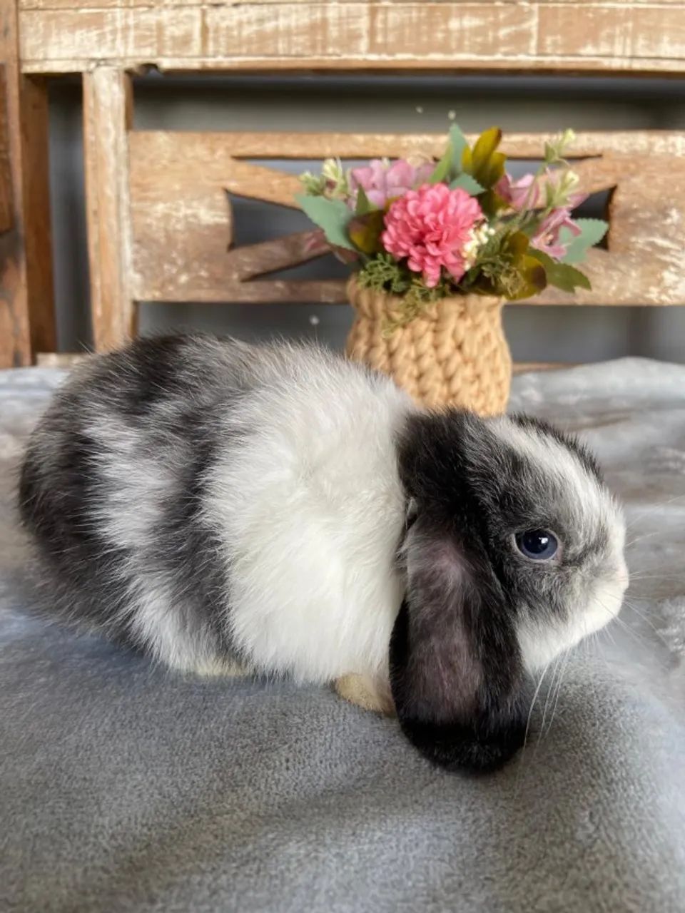 coelho mini lop uruguaio - Foto 5