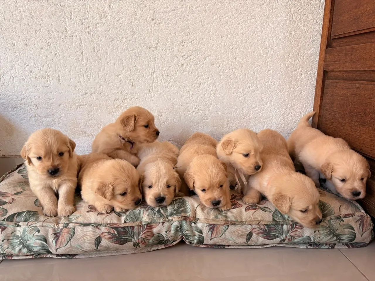 Golden Retriever  - Foto 4