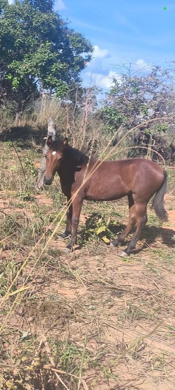 Potra mangalarga pura 