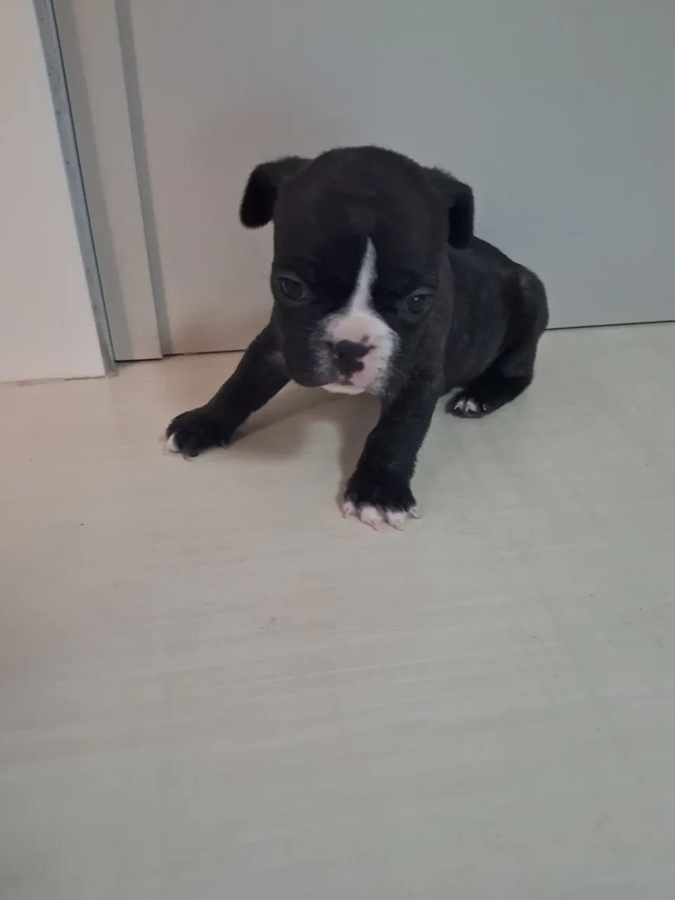 Filhotes buldogue francês  - Foto 5