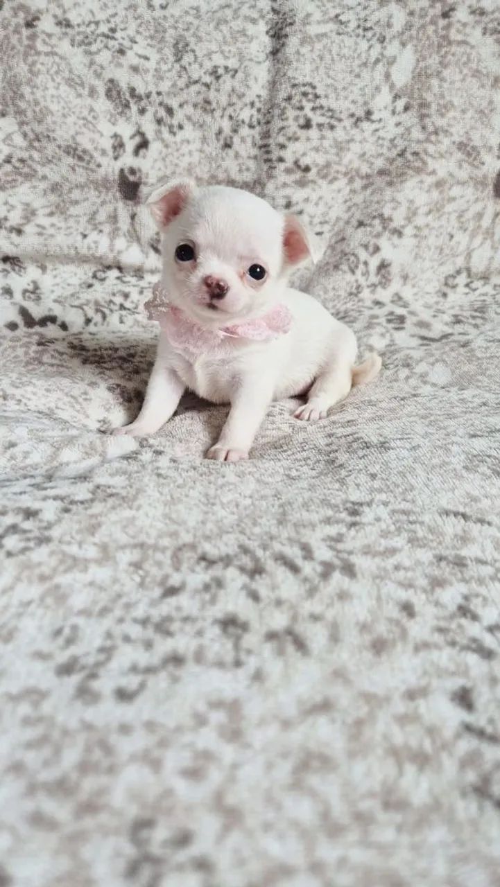 Chihuahua mini - Foto 2