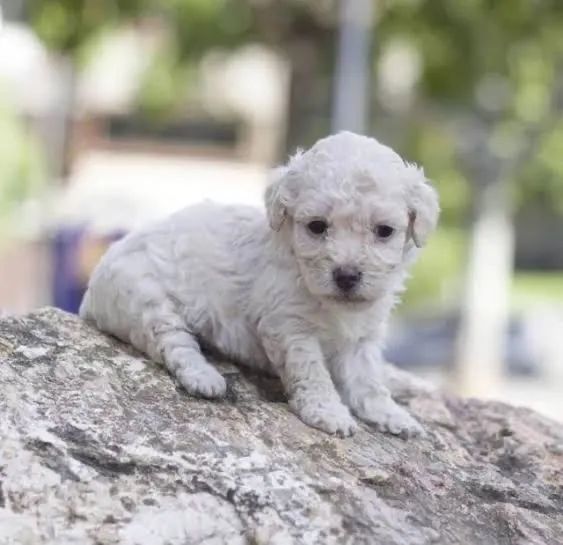 Poodle Bolinhas de Pelo 