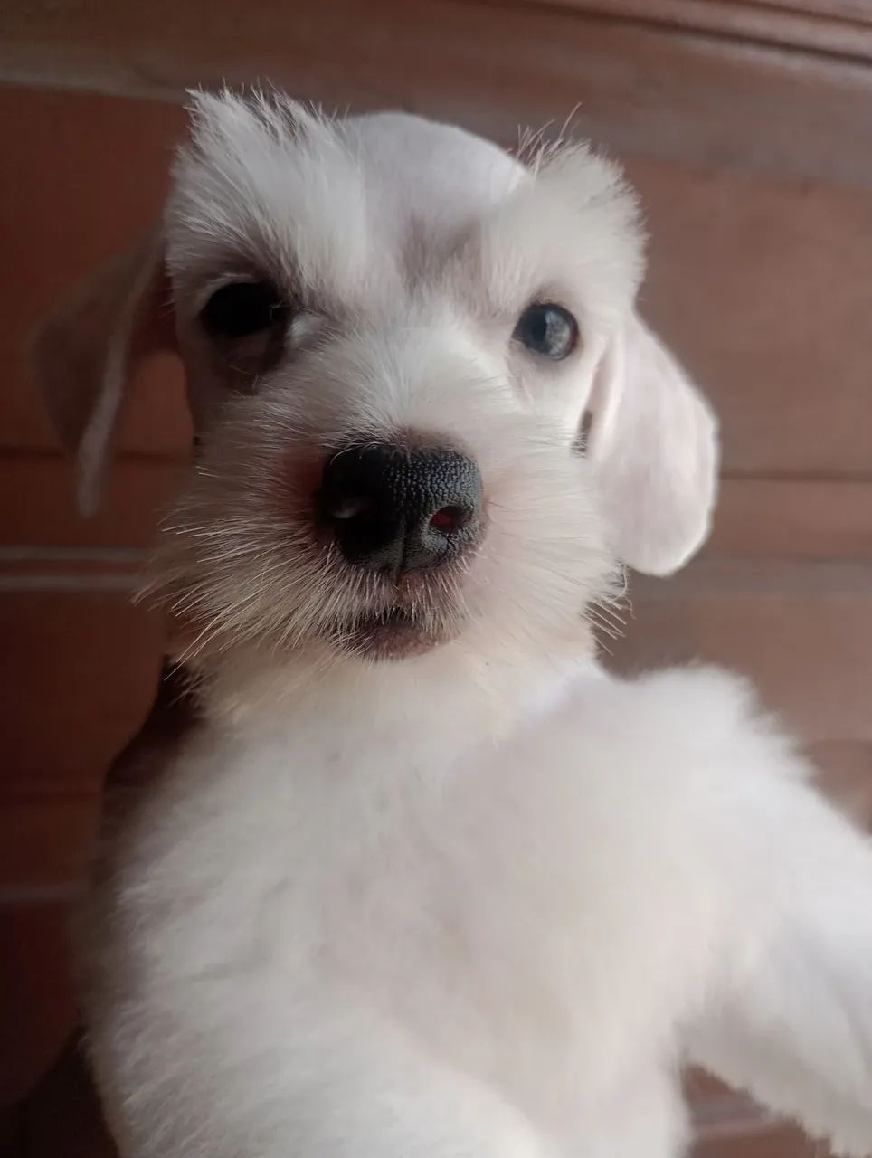 Schnauzer Miniatura macho 