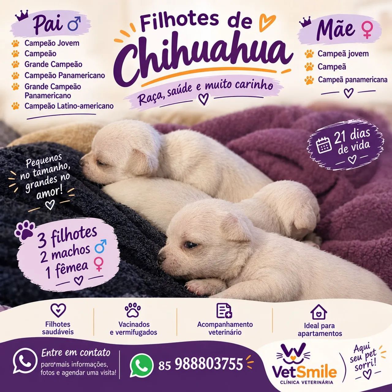 Filhote de chiuahua 