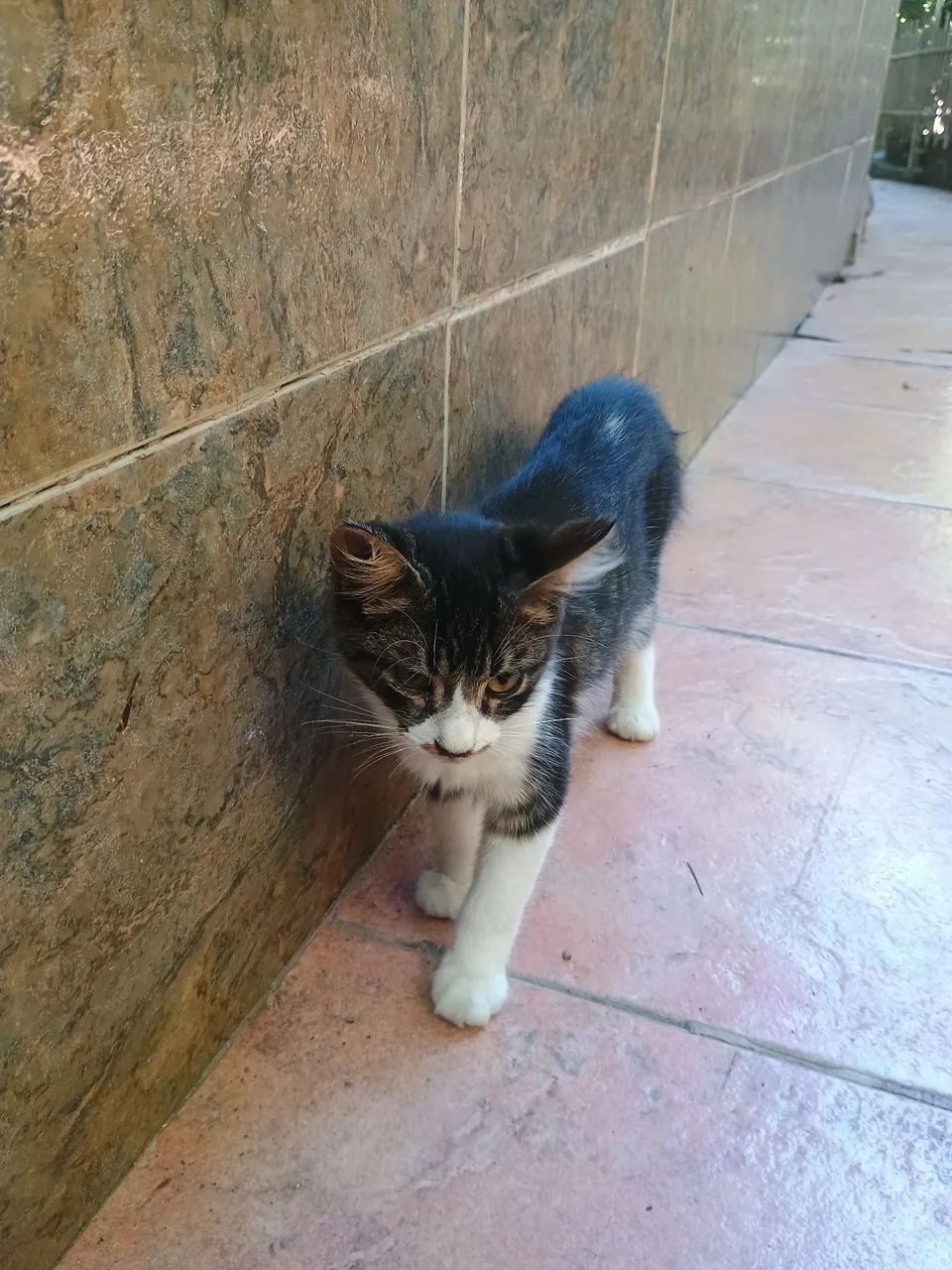 Gatinho macho  - Foto 4