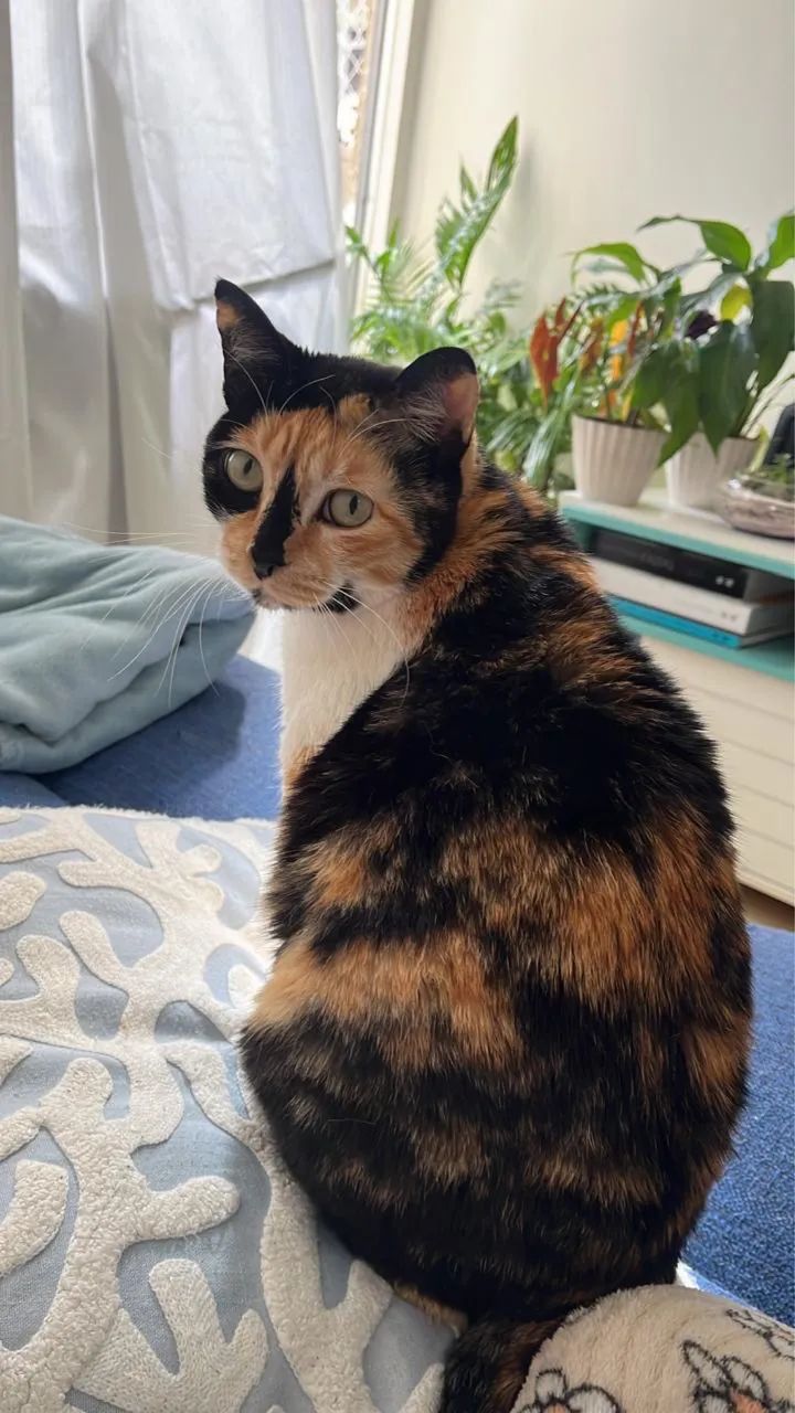 Gata castrada e dócil para adoção responsável  - Foto 2