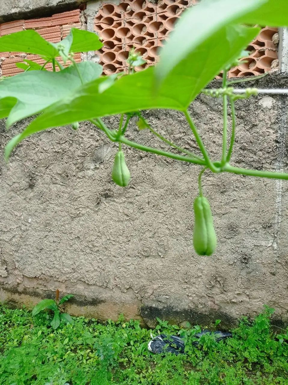 Compostagem  - Foto 3