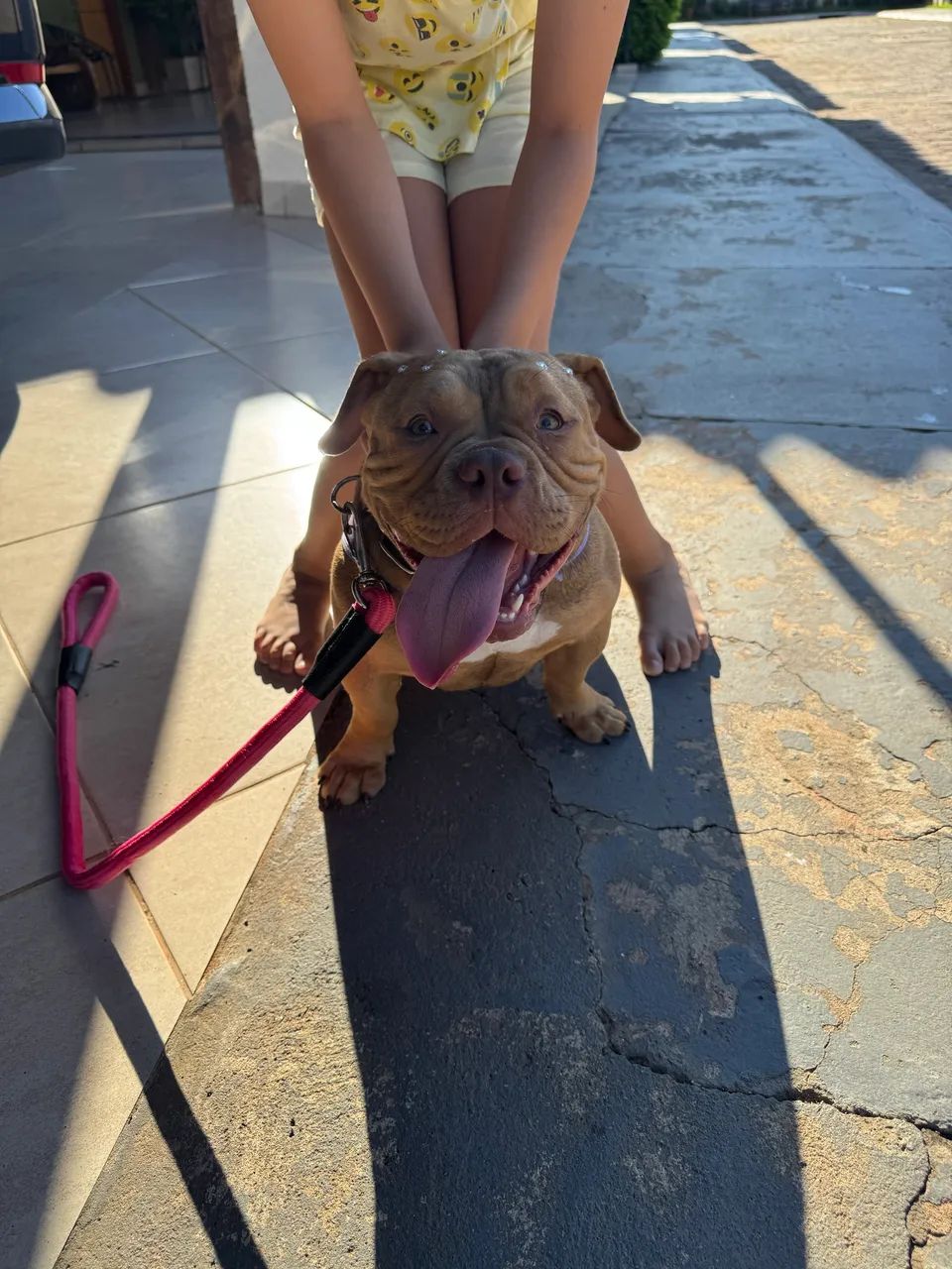 American Bully Fêmea  - Foto 4