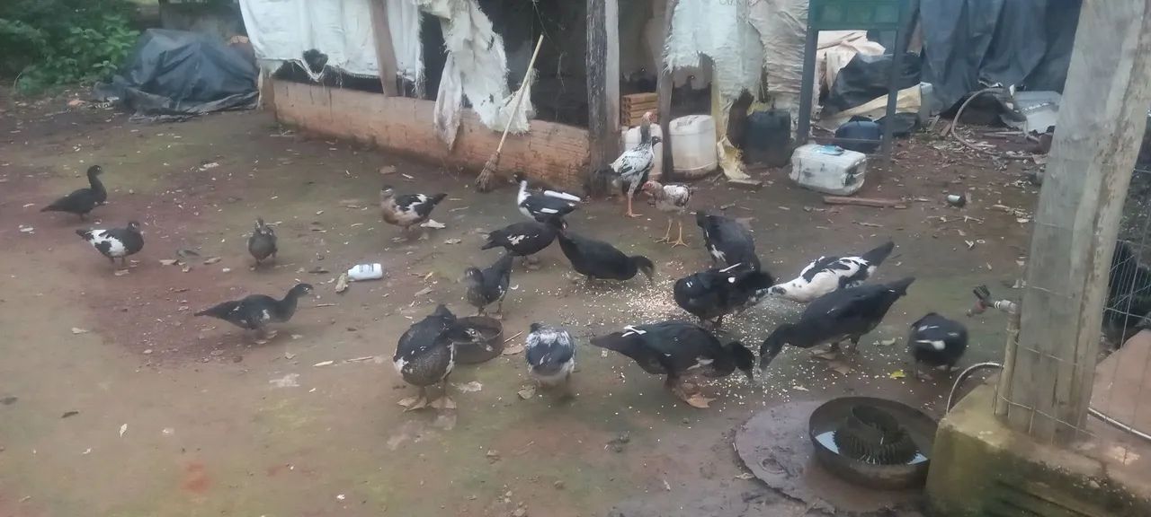 Patos todos os tamanhos  - Foto 5