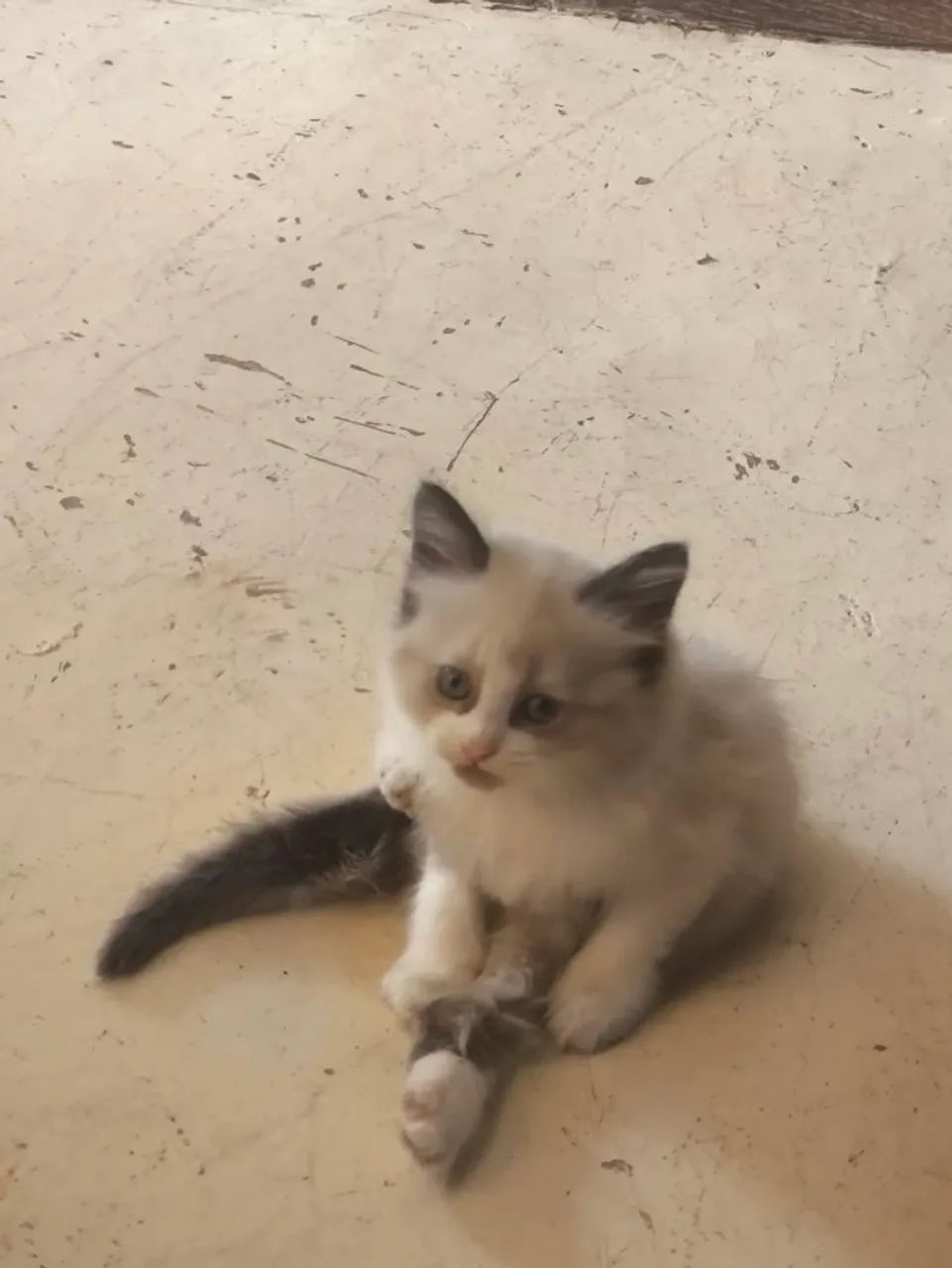 Gatinhas persas - Foto 3