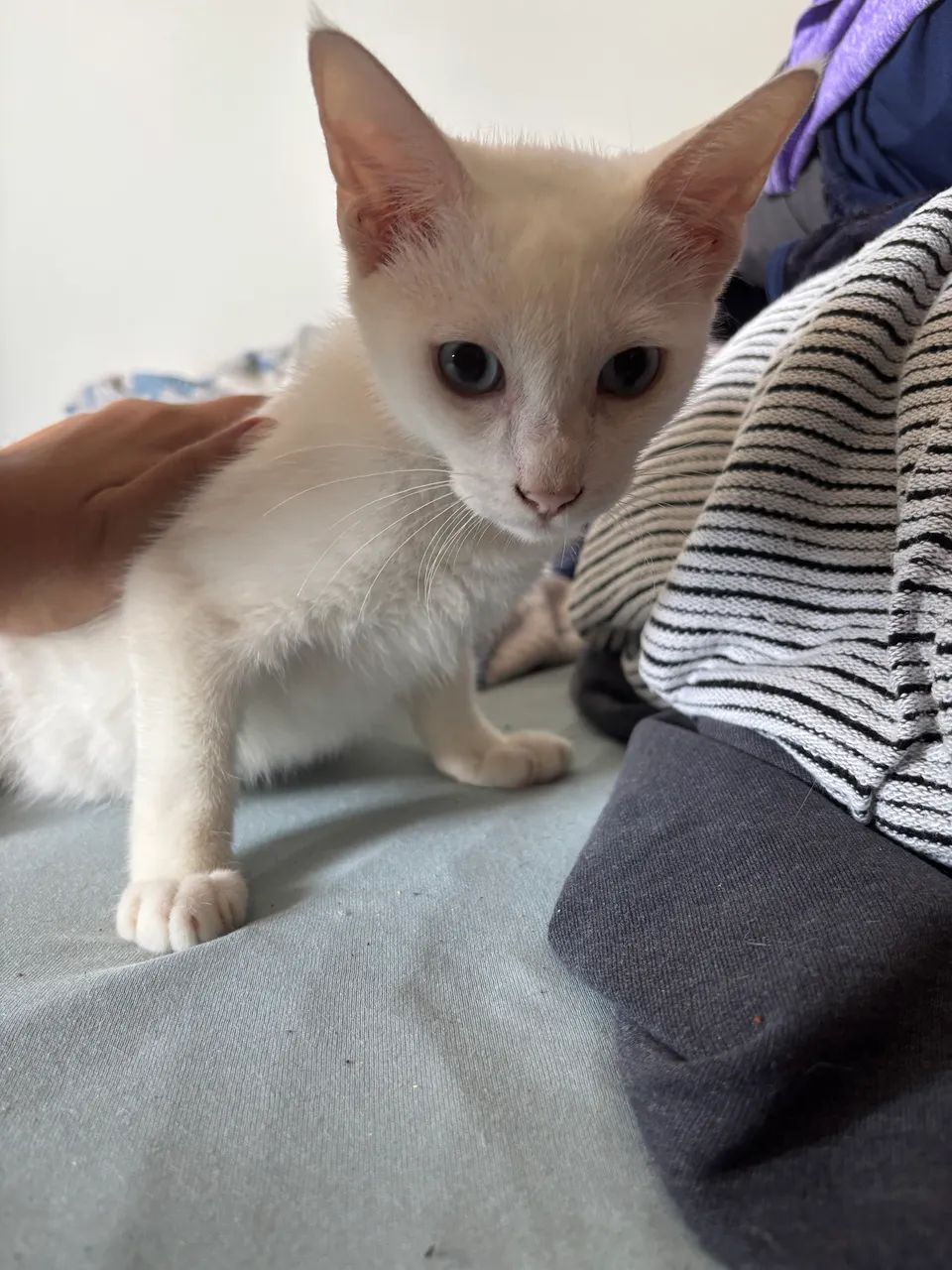 Gato macho de 4 meses - Foto 2