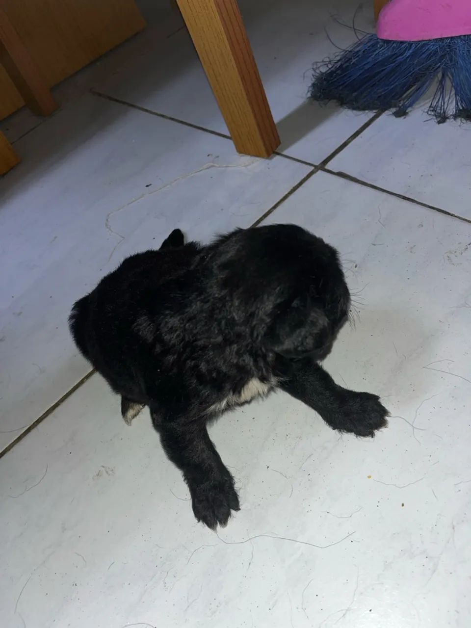 Cachorro  - Foto 2