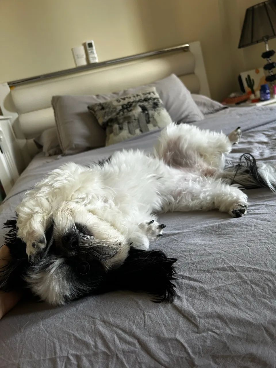 PET SITTER - MARINGÁ - Foto 3