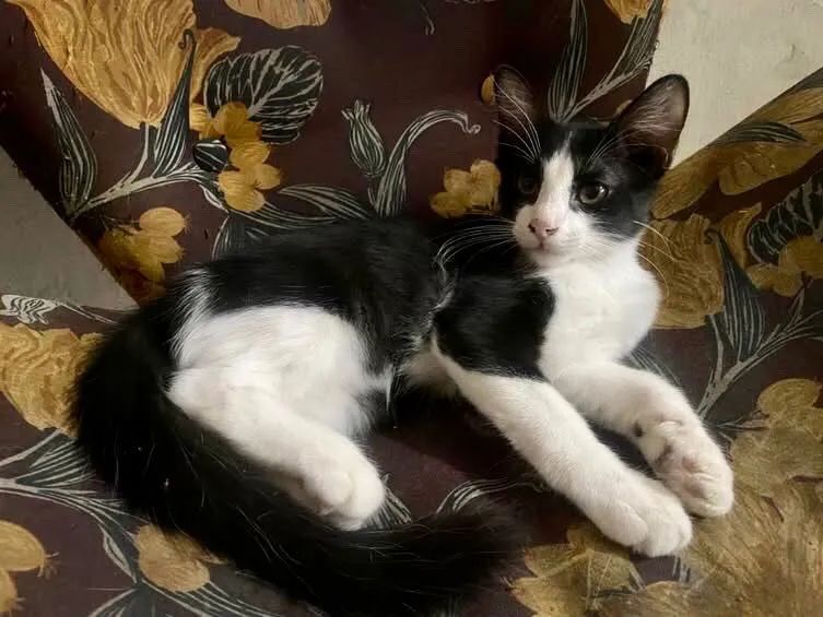 ADOÇÃO RESPONSÁVEL  - Foto 3