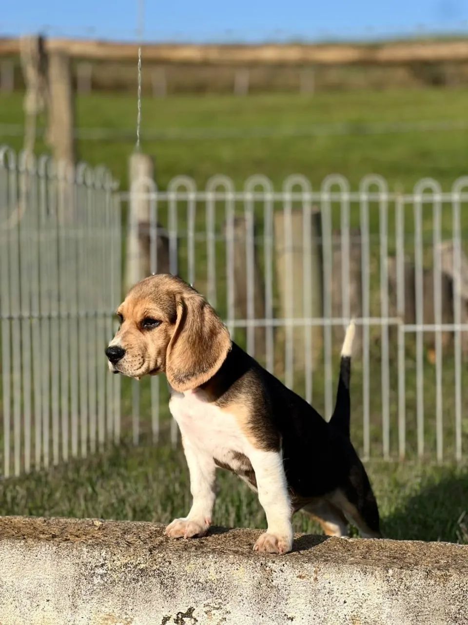 BEAGLES PERFEITOS 