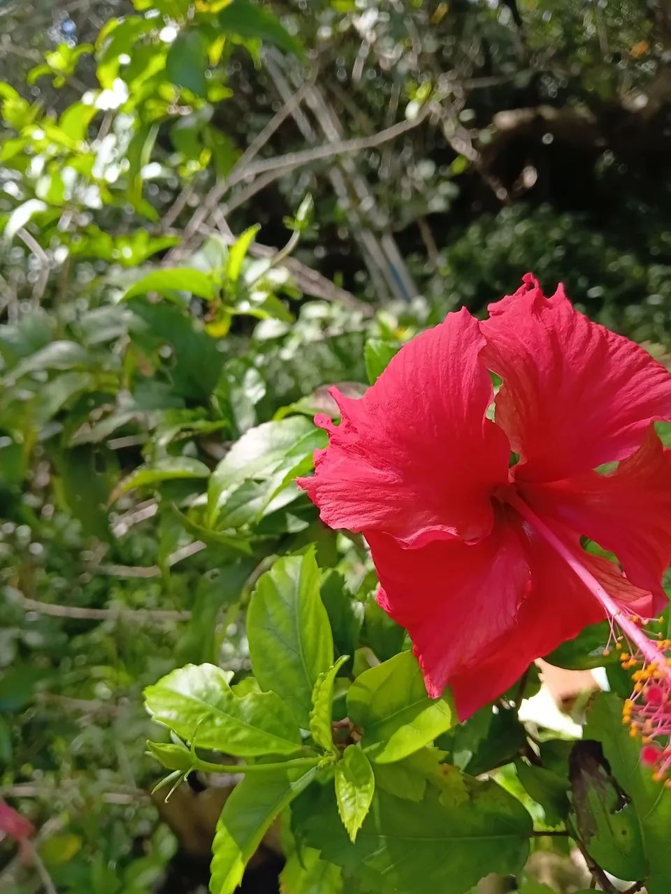 Plantas ornamentais  - Foto 5