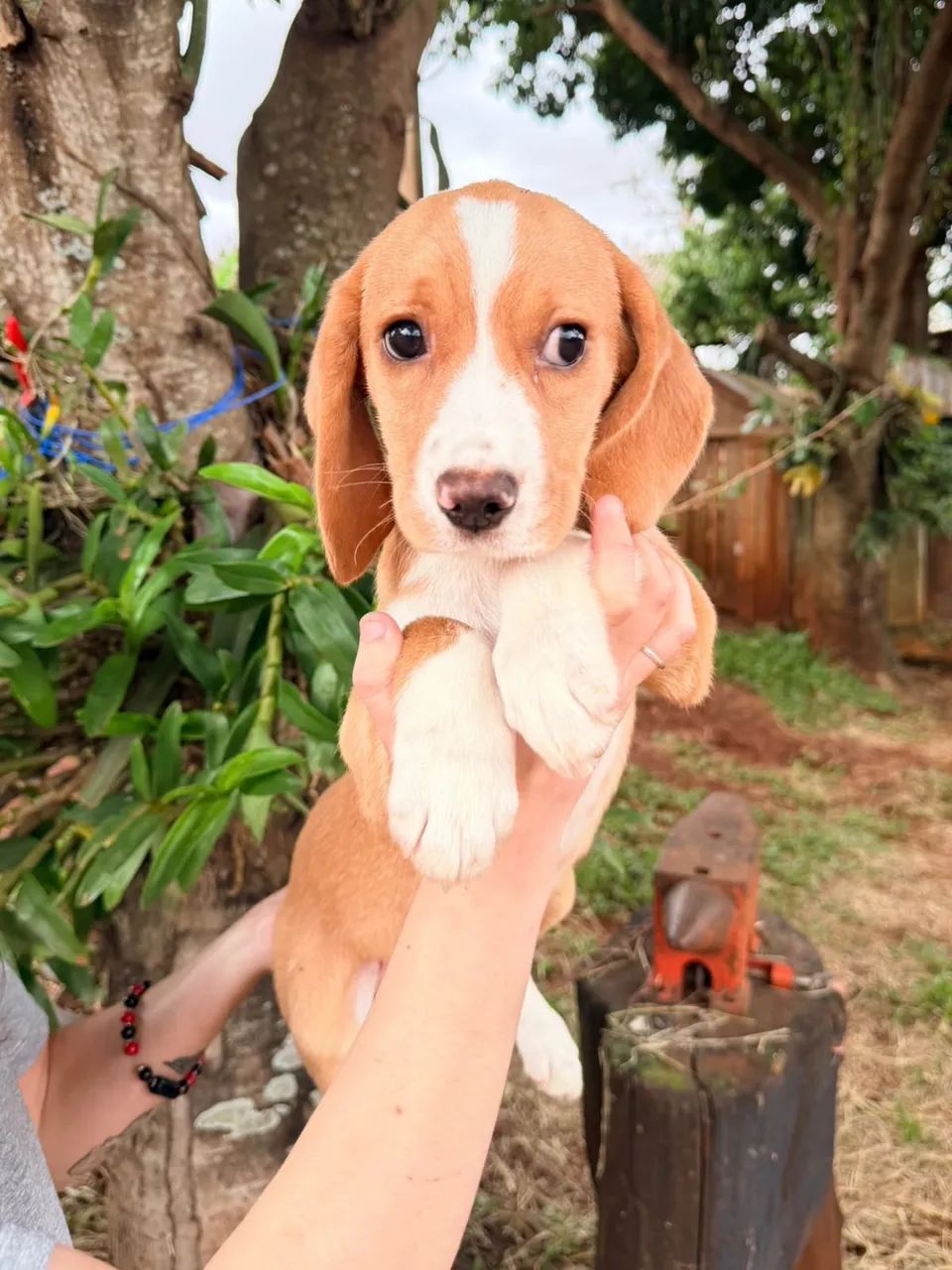 Filhote de Beagle  - Foto 4