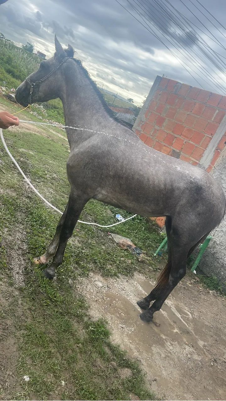 Besta  - Foto 2