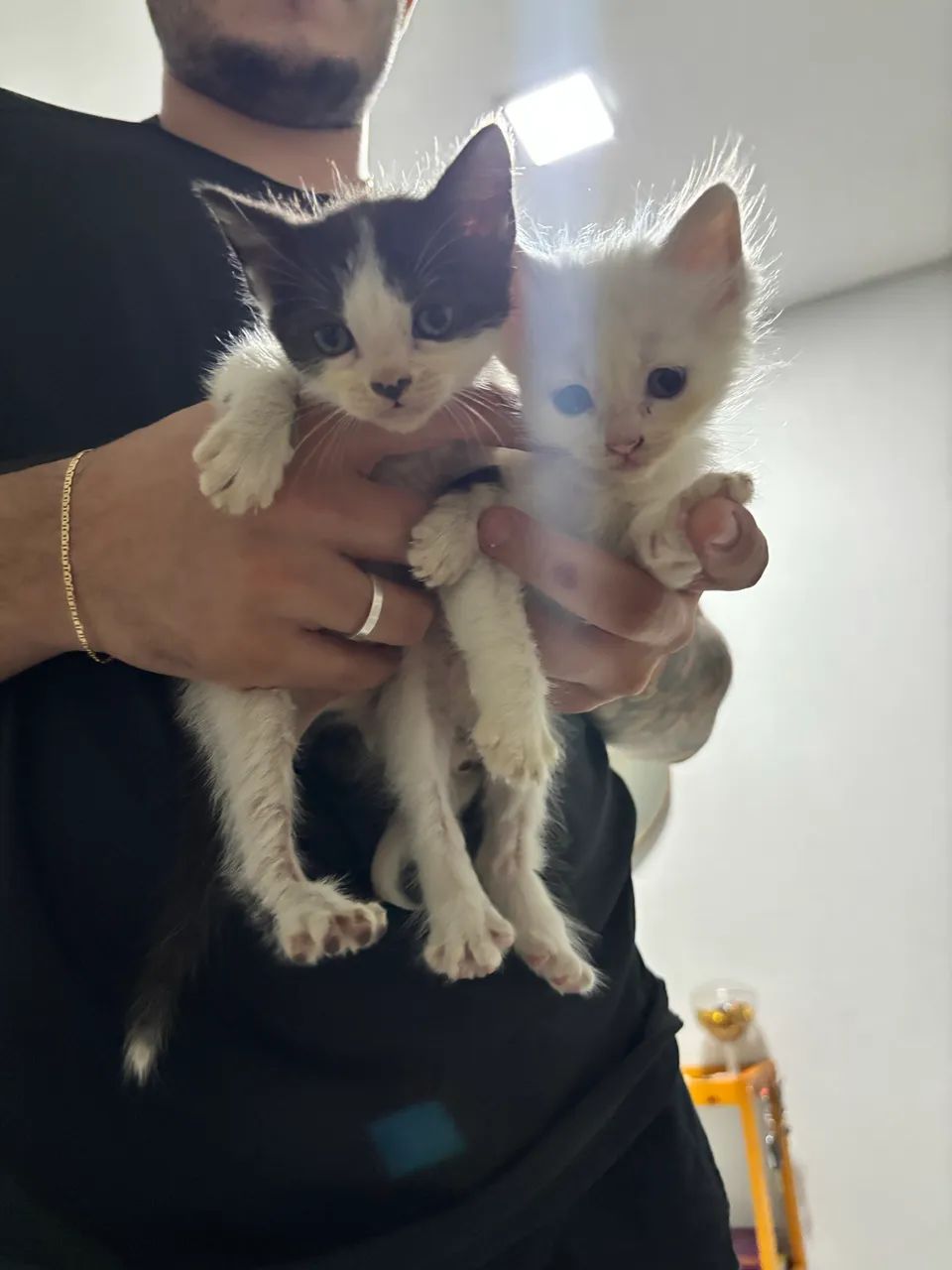 Gatinhos para adoção  - Foto 3