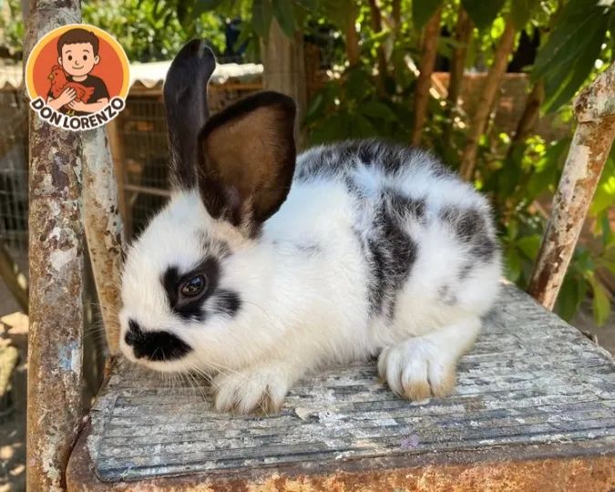 Filhote de Mini Coelho - Foto 3