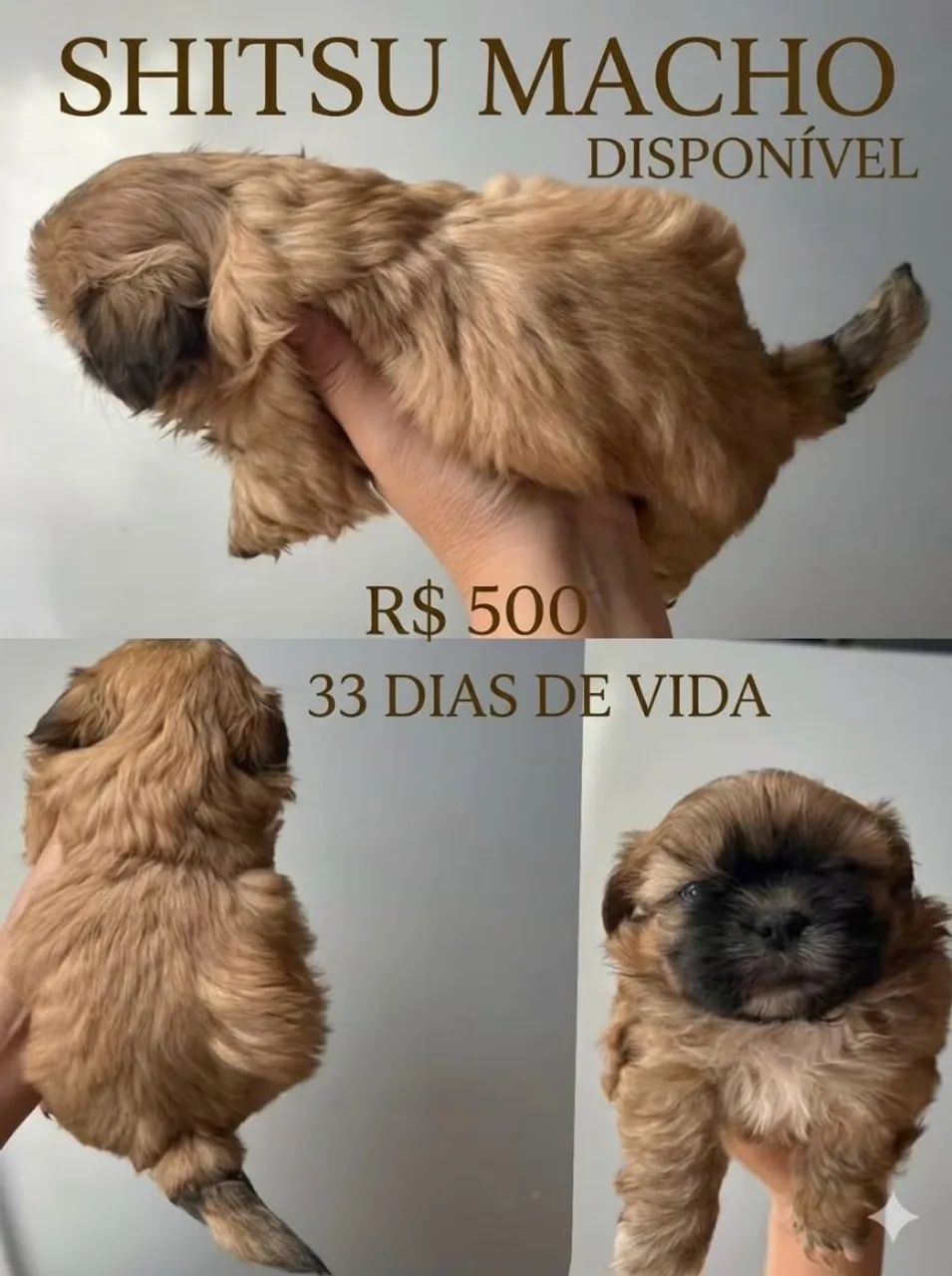 Vende-se filhotinhos de Shitzu macho 