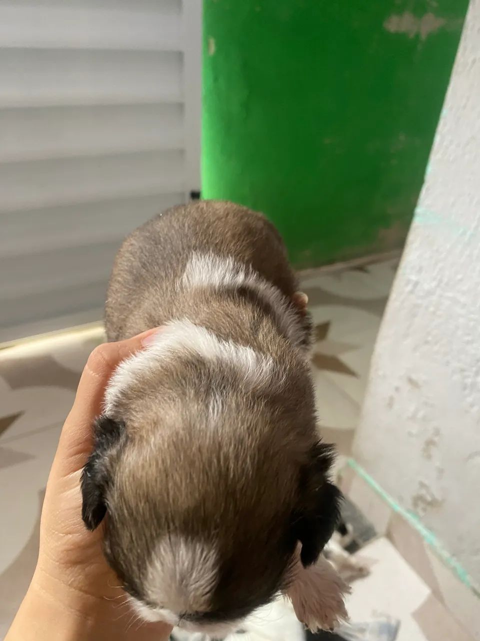Somente 3 Filhotes de shih tzu! - Foto 2