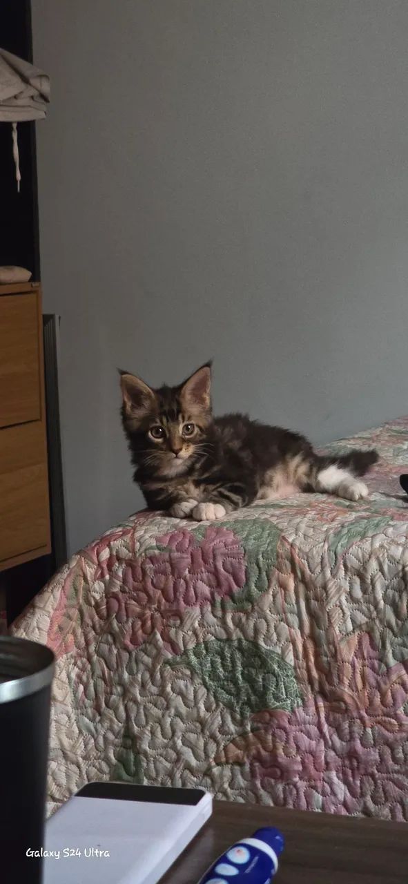 Gato Maine Coon - Foto 5