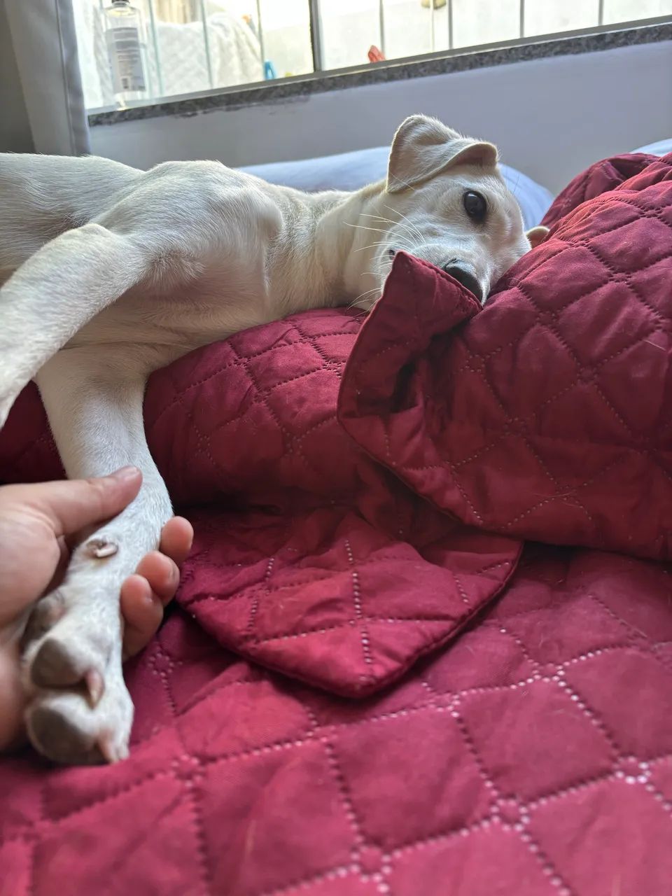 Doação pet - Foto 2