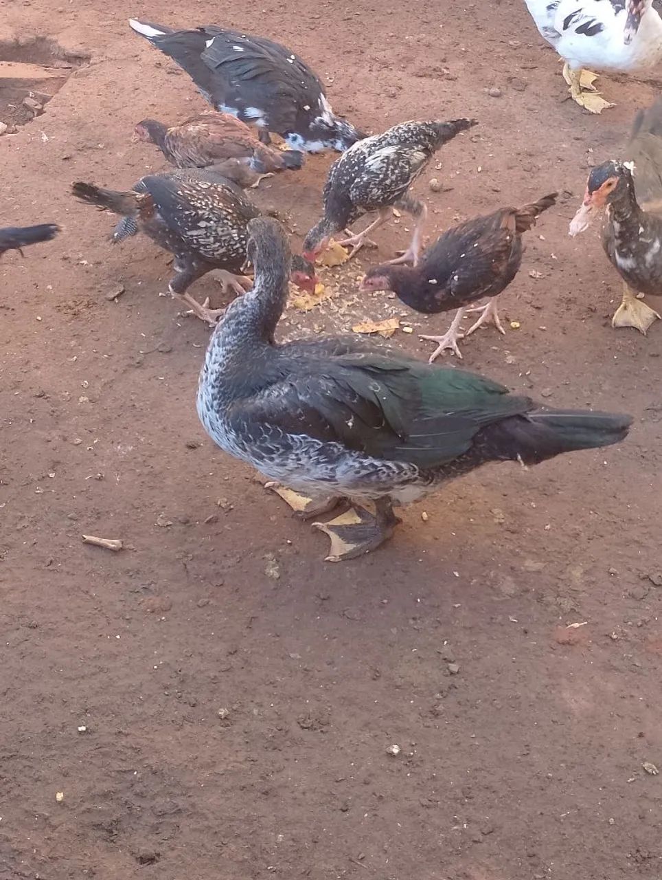Vendo patos e galinha