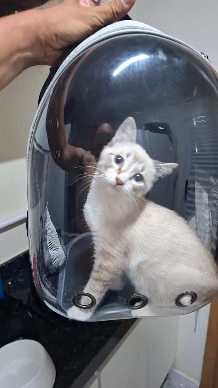 Doação de Gato - Foto 2