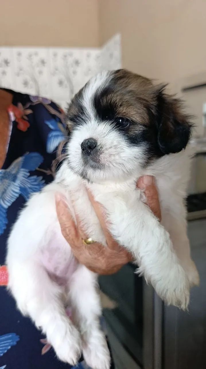 Filhotes de Lhasa Apso  - Foto 2