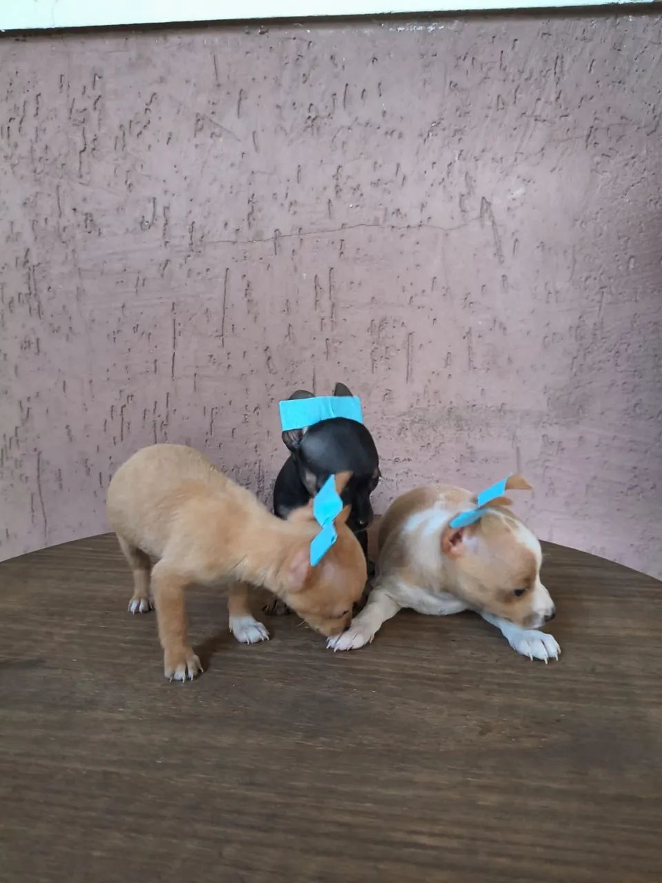 Pinscher lindos 