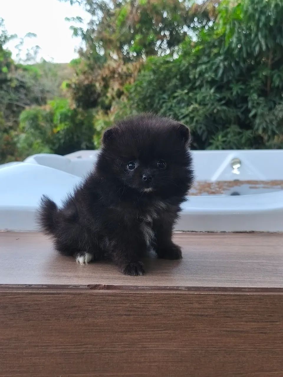SPITZ ALEMÃO ANÃO MACHINHO  - Foto 2