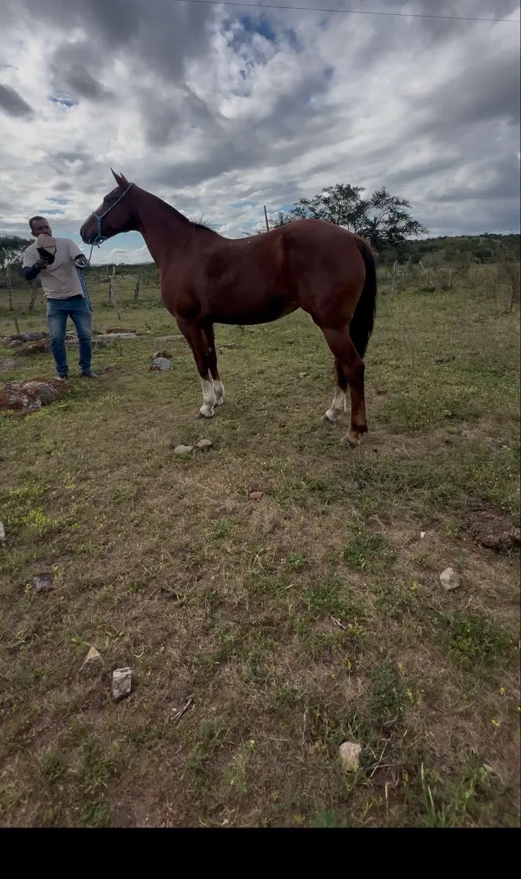 Égua de marcha picada à venda - Foto 5