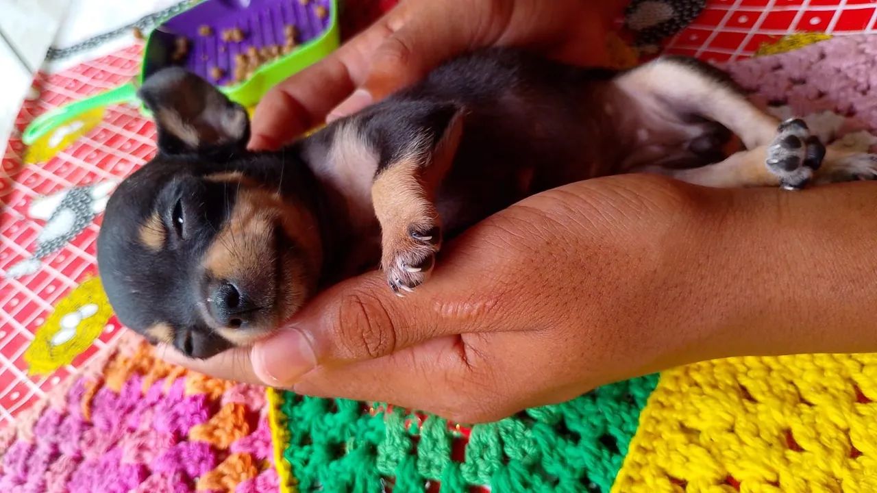 Cachorro Pinscher  - Foto 5