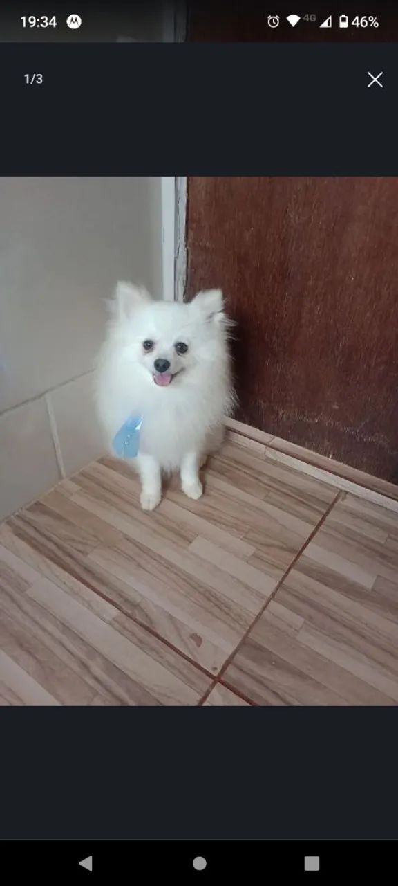 spitz Alemão padreador 