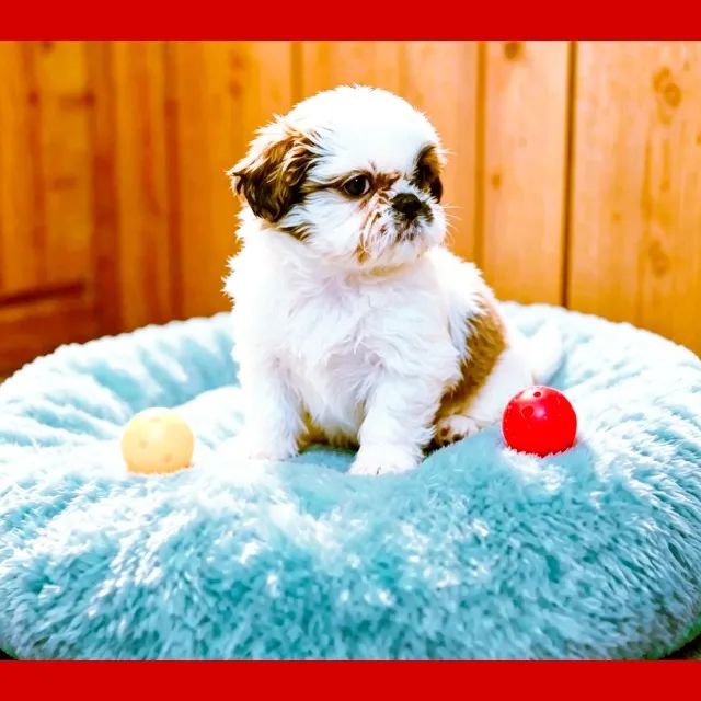 Filhote de Shih tzu macho, fofinho demais!!! - Cachorros - Centro