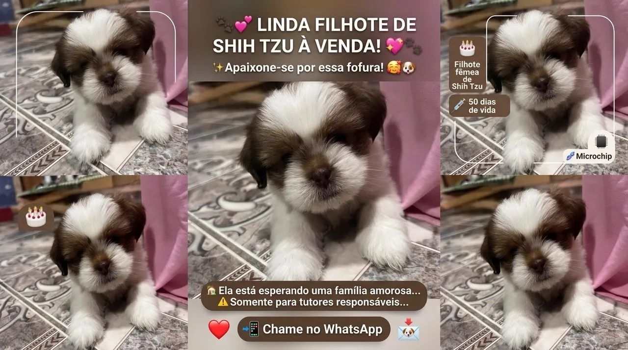 uma  filhote de shih tzu