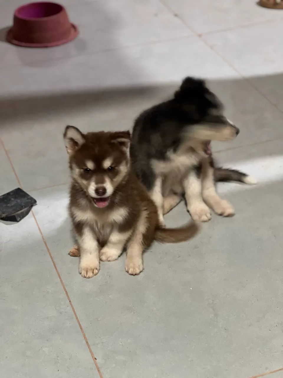 Husky siberiano  - Foto 2