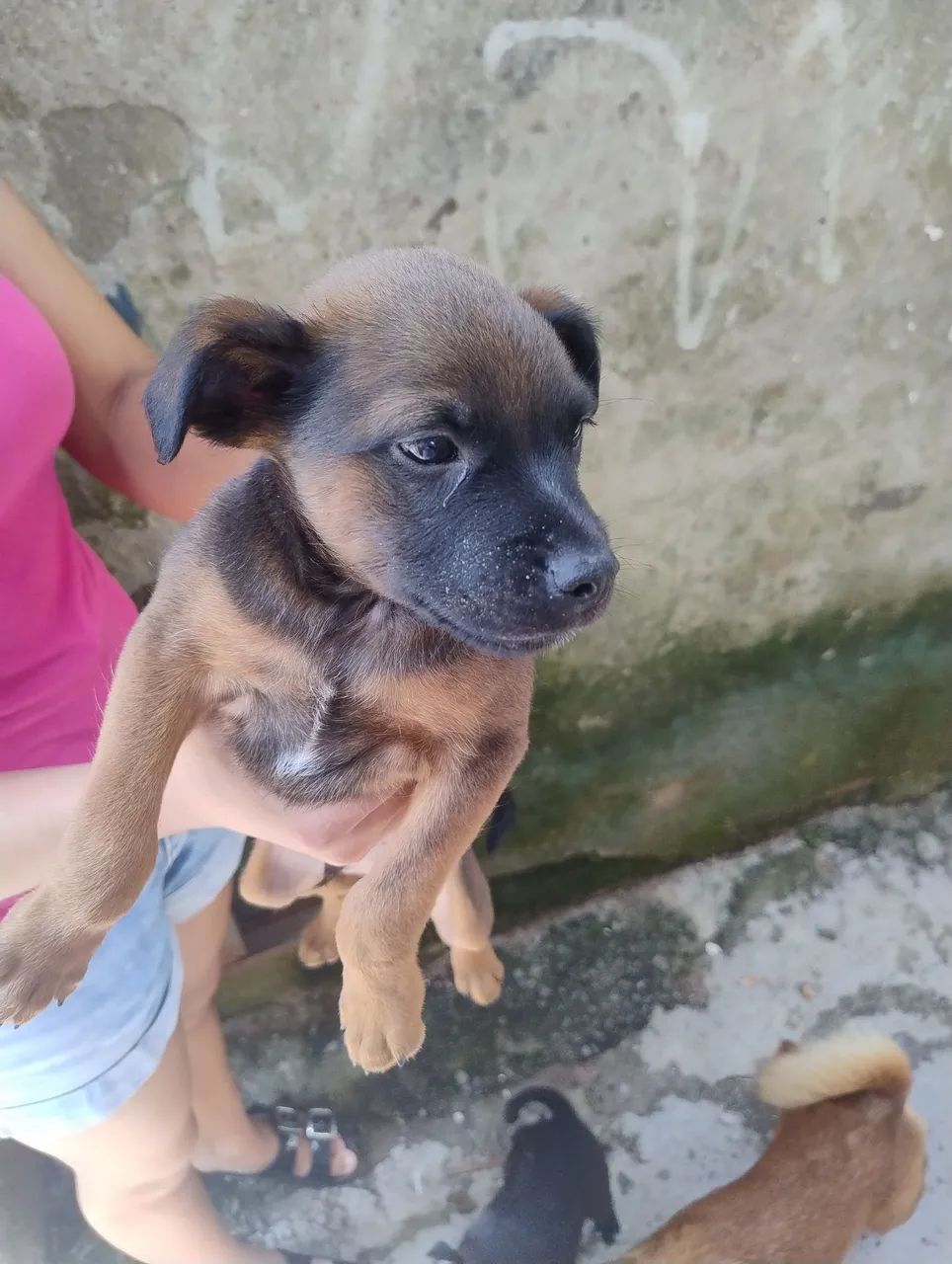 Fofuras para adoação  - Foto 2