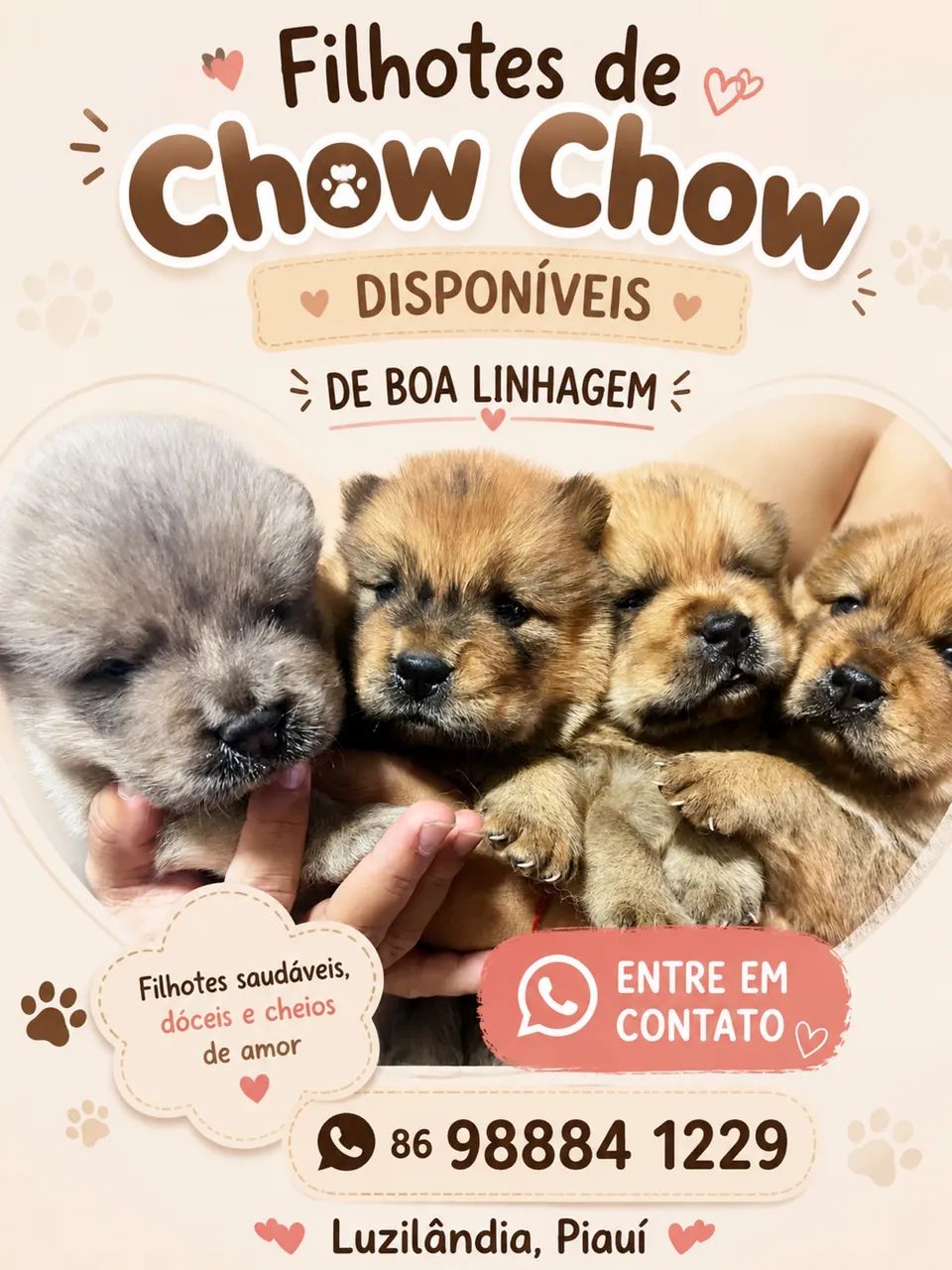 Chow chow